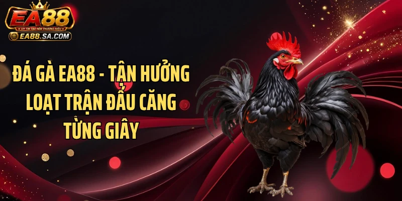 Đá Gà EA88 - Tận Hưởng Loạt Trận Đấu Căng Từng Giây